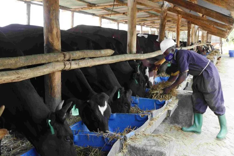A-farm-worker-feeding-animals-in-a-feed-lot- A-farm-worker-feeding-animals-in-a-feed-lot-